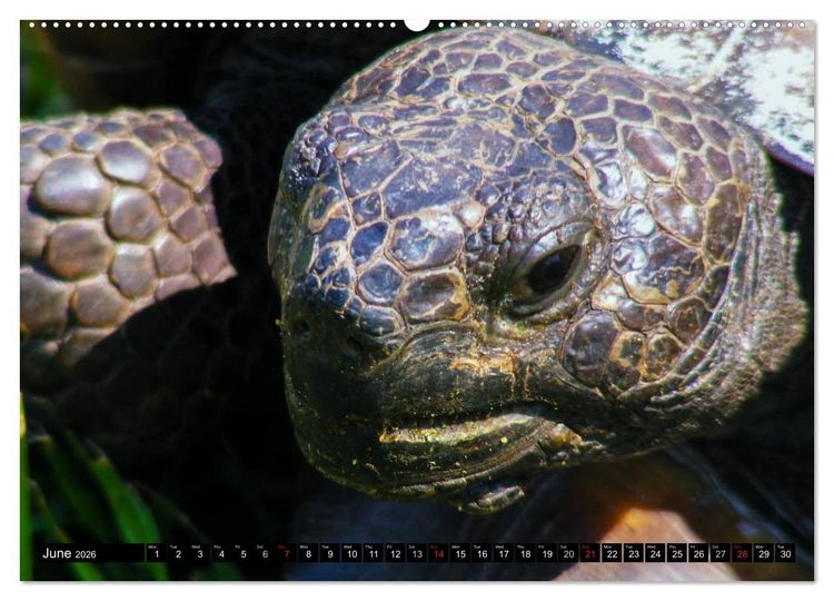 Produktbild: Turtles and Tortoises - Armored pacifists (High Quality Premium Wall Calendar 2026 DIN A2 landscape),CALVENDO 12 Month Wall Calendar