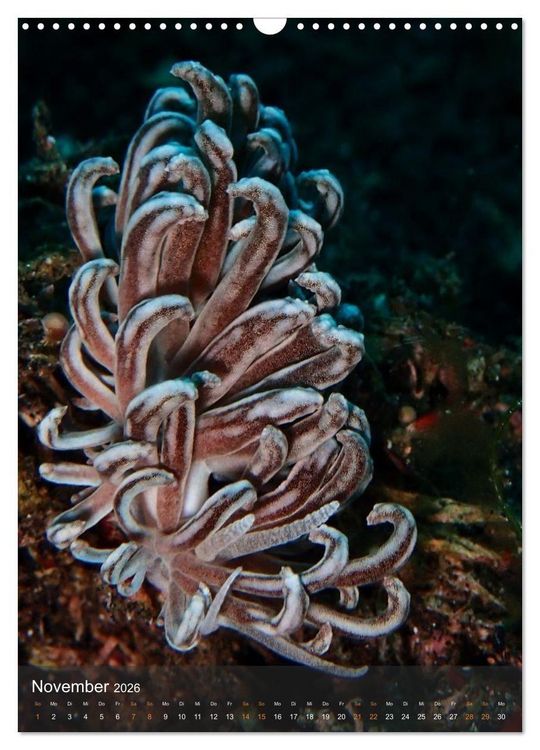Produktbild: Nudibranches Meeresnacktschnecken aus Nord-Sulawesi (Wandkalender 2026 DIN A3 hoch), CALVENDO Monatskalender