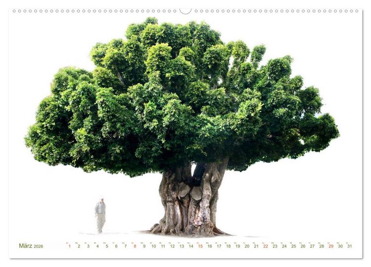 Produktbild: B&Auml;UME - wie gemalt (hochwertiger Premium Wandkalender 2026 DIN A2 quer), Kunstdruck in Hochglanz