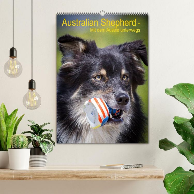 Produktbild: Australian Shepherd &ndash; Mit dem Aussie unterwegs (Wandkalender 2026 DIN A2 hoch), CALVENDO Monatskalender