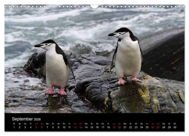 Produktbild: Pinguine - sympathische Fracktr&auml;ger im eisigen S&uuml;den (Wandkalender 2026 DIN A3 quer), CALVENDO Monatskalender