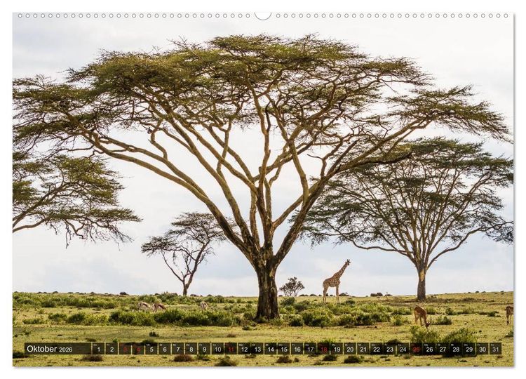Produktbild: Kenia 2026 (hochwertiger Premium Wandkalender 2026 DIN A2 quer), Kunstdruck in Hochglanz