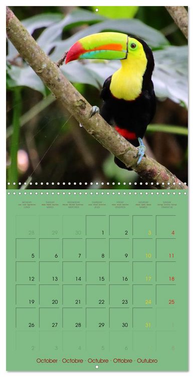Produktbild: Douze oiseaux de la capitale du Costa Rica (Calendrier mural carr&eacute; 2026 30x30 cm) Calendrier double avec une page pour vos prises de notes