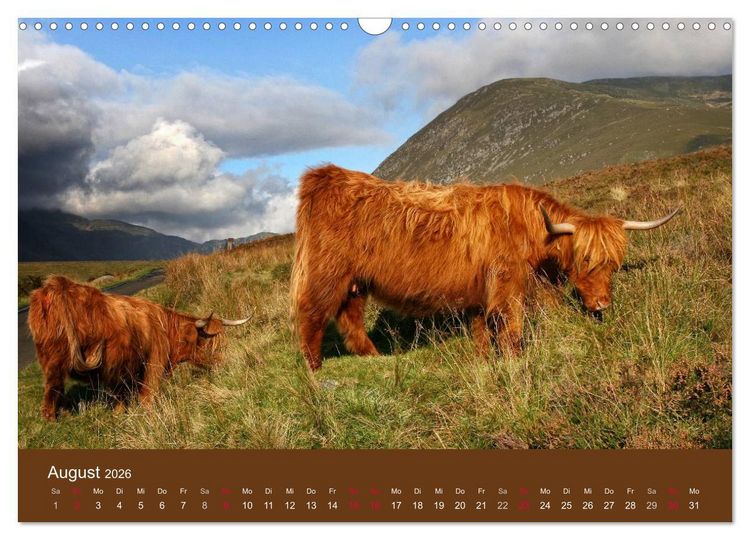 Produktbild: Schottische Hochlandrinder - Highland Cattle (Wandkalender 2026 DIN A3 quer), CALVENDO Monatskalender