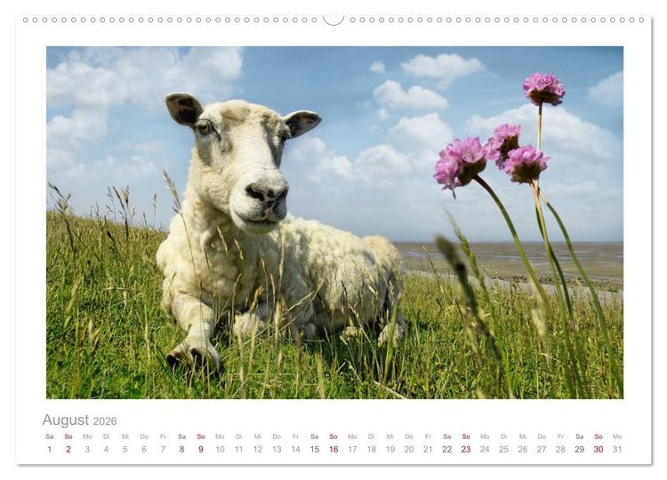 Produktbild: Nordsee Schafe (hochwertiger Premium Wandkalender 2026 DIN A2 quer), Kunstdruck in Hochglanz