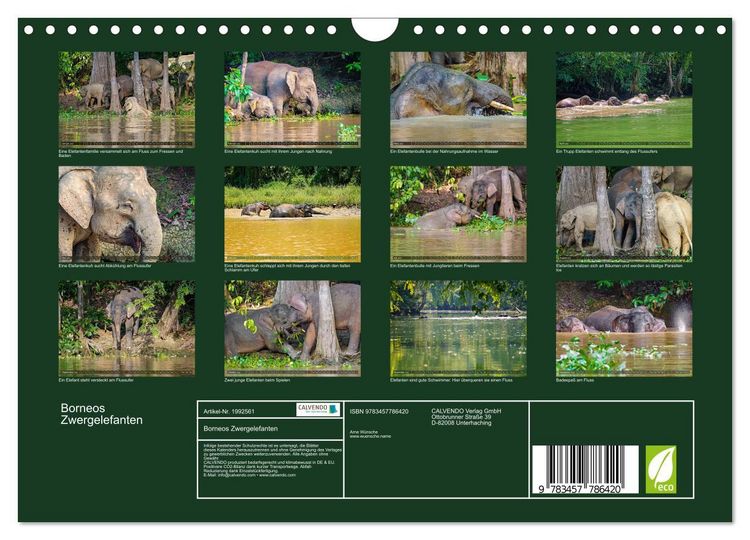 Produktbild: Borneos Zwergelefanten (Wandkalender 2026 DIN A4 quer), CALVENDO Monatskalender