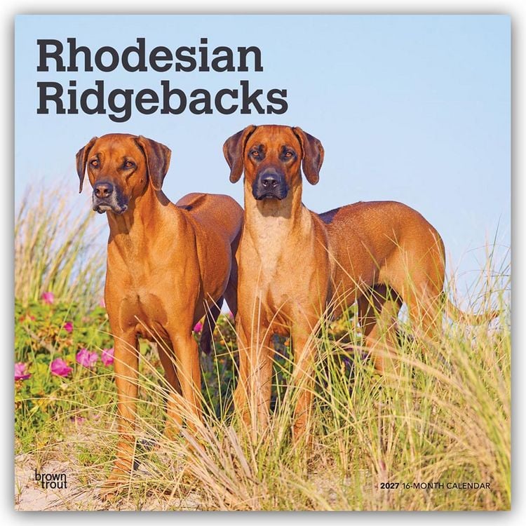 Produktbild: Rhodesian Ridgebacks &ndash; Rhodesian Ridgeback 2027 &ndash; 16-Monatskalender