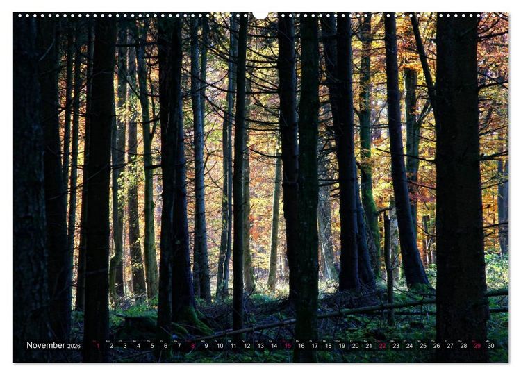 Produktbild: Erleuchtung im Wald (hochwertiger Premium Wandkalender 2026 DIN A2 quer), Kunstdruck in Hochglanz