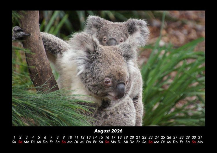 Produktbild: Koala 2026 Fotokalender DIN A3