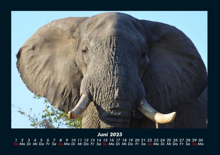 Produktbild: Elefanten - Die sanften Riesen Afrikas 2025 Fotokalender DIN A4