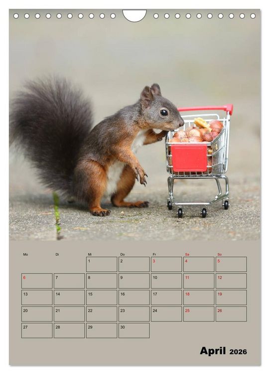 Produktbild: Eichh&ouml;rnchen - Planer (Wandkalender 2026 DIN A4 hoch), CALVENDO Monatskalender