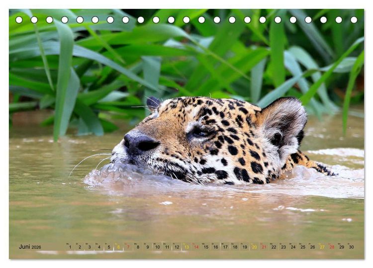 Produktbild: Jaguare im Pantanal (Tischkalender 2026 DIN A5 quer), CALVENDO Monatskalender
