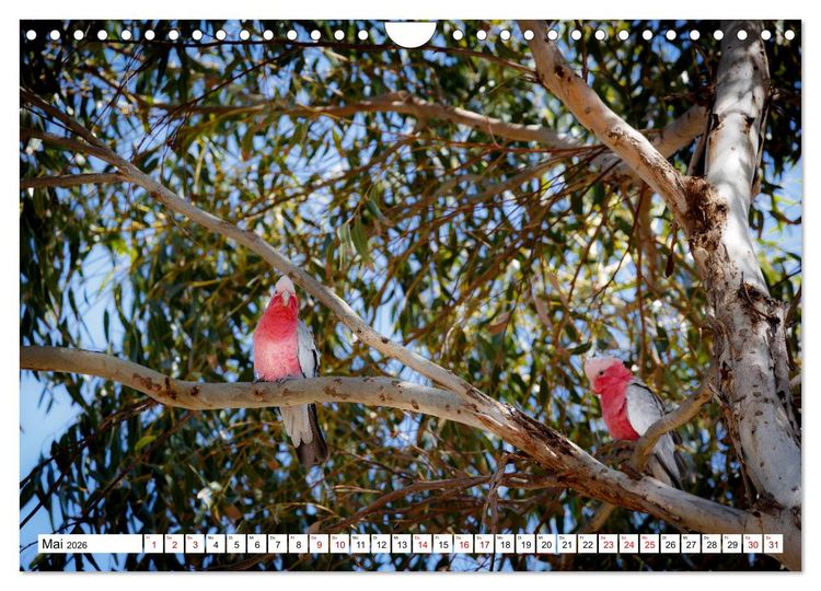 Produktbild: Wildlife Australien (Wandkalender 2026 DIN A4 quer), CALVENDO Monatskalender