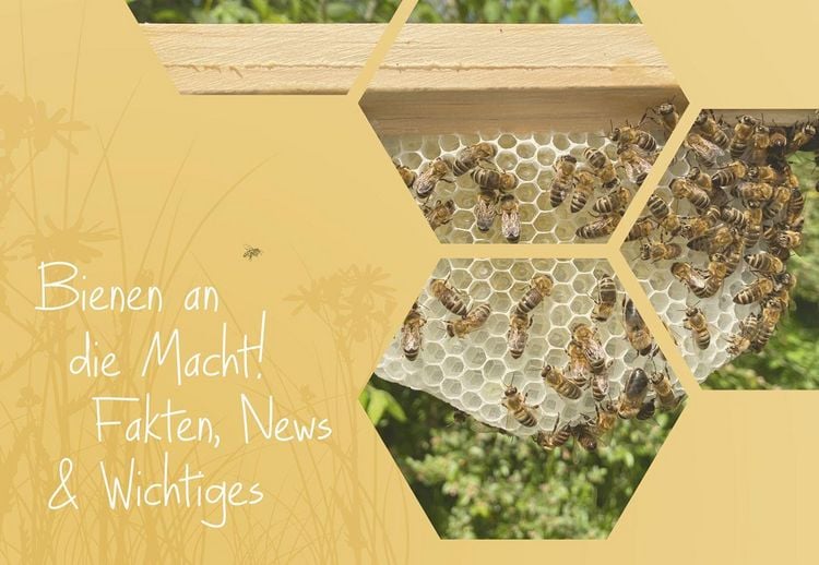 Produktbild: Imkern mit Naturwabenbau