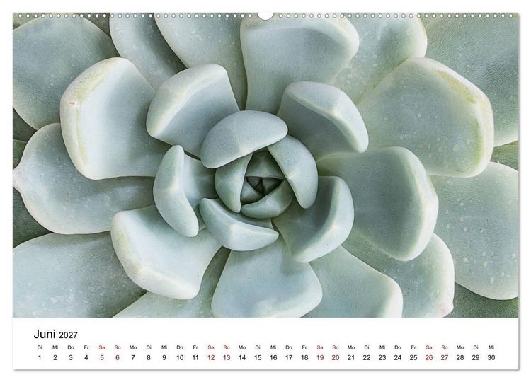 Produktbild: Sukkulenten Galerie (hochwertiger Premium Wandkalender 2027 DIN A2 quer), Kunstdruck in Hochglanz