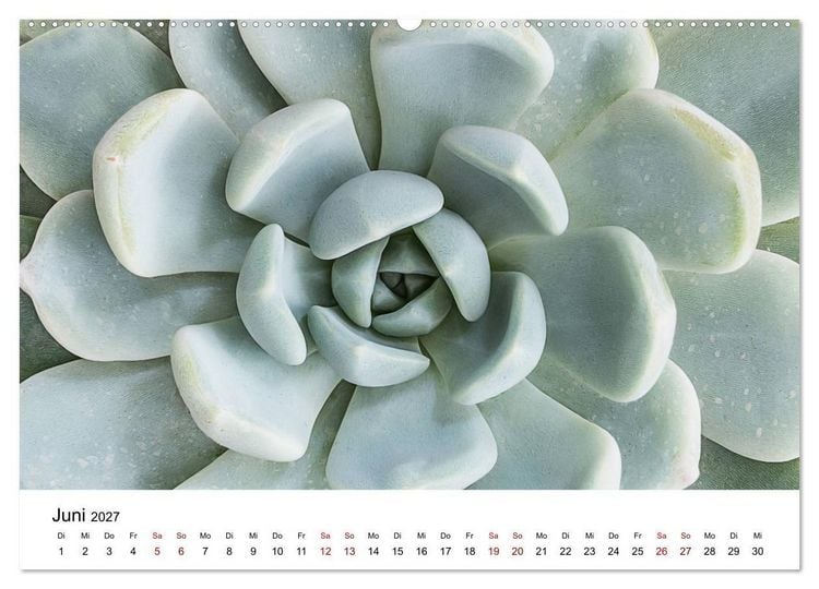 Produktbild: Sukkulenten Galerie (Wandkalender 2027 DIN A2 quer), CALVENDO Monatskalender