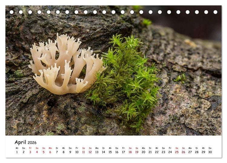 Produktbild: Pilzgalerie - Heimische Pilze von ihrer sch&ouml;nsten Seite (Tischkalender 2026 DIN A5 quer), CALVENDO Monatskalender