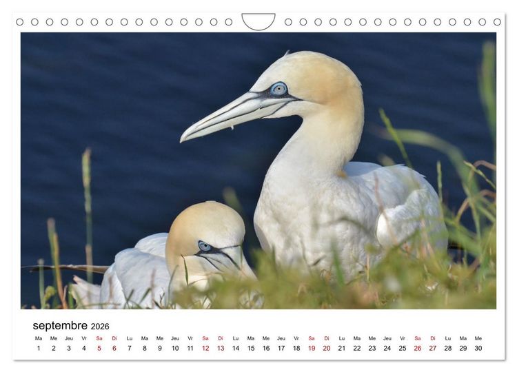 Produktbild: Fous de Bassan - Grands oiseaux marins (Calendrier mural 2026 DIN A4 vertical), CALVENDO calendrier mensuel