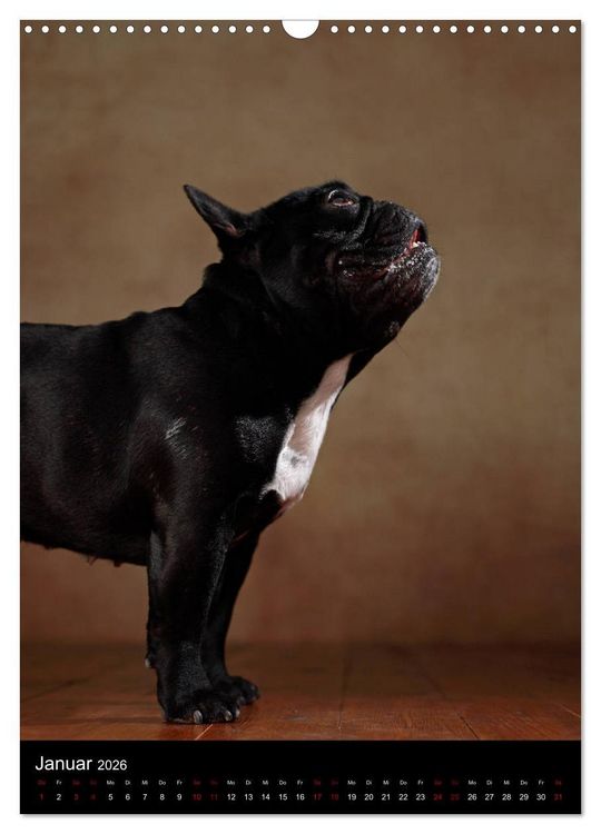 Produktbild: Bullys mit Charme - Franz&ouml;sische Bulldoggen im Portrait (Wandkalender 2026 DIN A3 hoch), CALVENDO Monatskalender