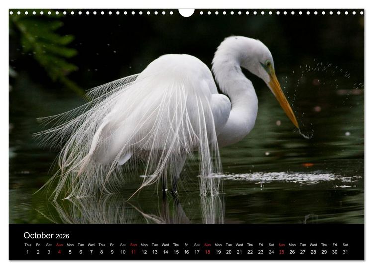 Produktbild: World of Heron (Wall Calendar 2026 DIN A3 landscape), CALVENDO 12 Month Wall Calendar