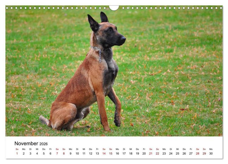 Produktbild: Malinois - Wahnsinn auf vier Pfoten (Wandkalender 2026 DIN A3 quer), CALVENDO Monatskalender
