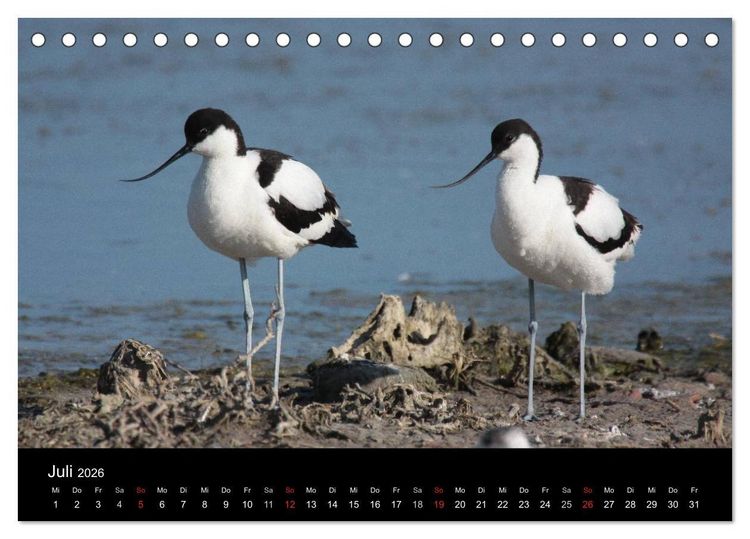 Produktbild: Limikolen Watv&ouml;gel auf dem Zug (Tischkalender 2026 DIN A5 quer), CALVENDO Monatskalender