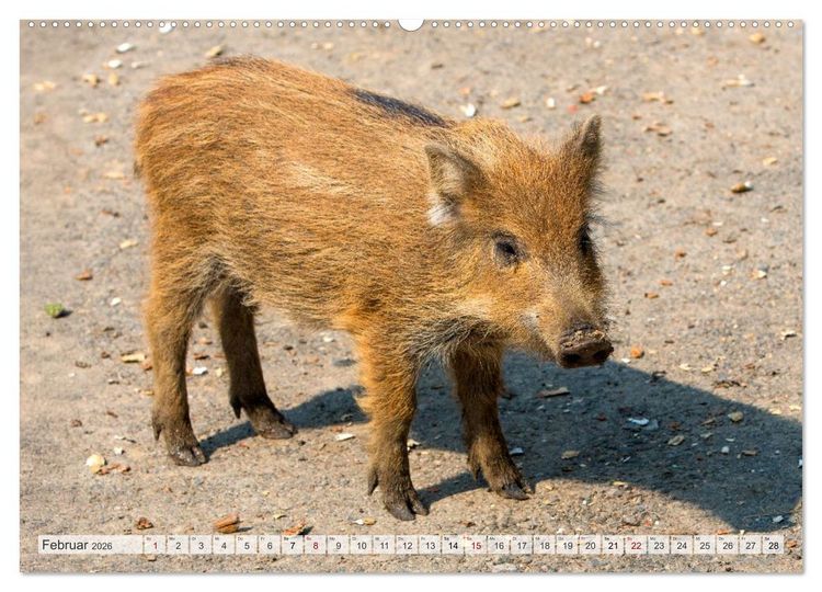 Produktbild: Wildschweine - Im Schatten des Waldes (hochwertiger Premium Wandkalender 2026 DIN A2 quer), Kunstdruck in Hochglanz