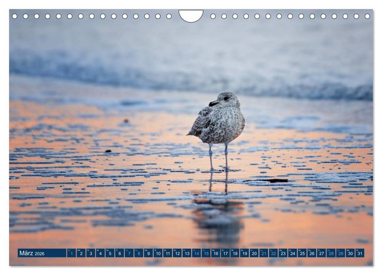 Produktbild: Helgoland - Das Leben auf der D&uuml;ne Helgolands (Wandkalender 2026 DIN A4 quer), CALVENDO Monatskalender