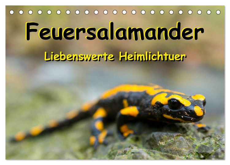 Produktbild: Feuersalamander - Liebenswerte Heimlichtuer (Tischkalender 2026 DIN A5 quer), CALVENDO Monatskalender