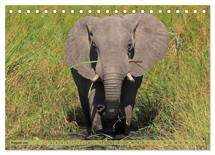 Produktbild: Afrika - im Reich der Elefanten (Tischkalender 2026 DIN A5 quer), CALVENDO Monatskalender