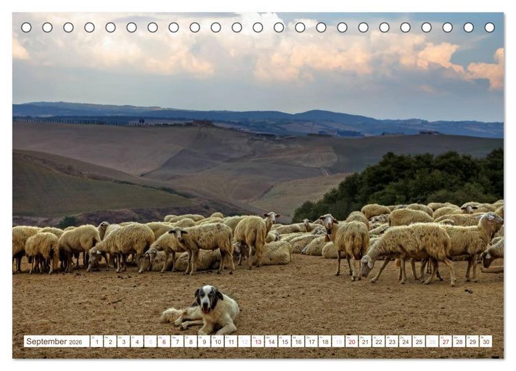 Produktbild: Toskana - Goldene Farben des toskanischen Herbstes (Tischkalender 2026 DIN A5 quer), CALVENDO Monatskalender