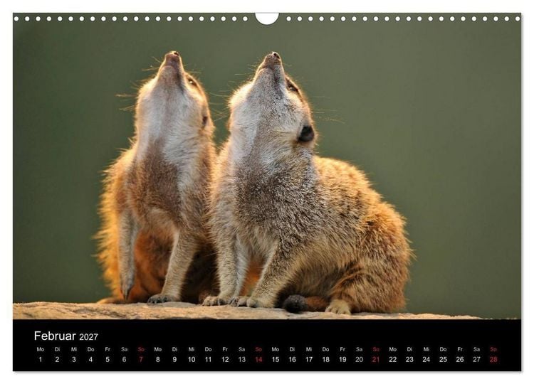 Produktbild: Erdm&auml;nnchen - Tierkinder (Wandkalender 2027 DIN A3 quer), CALVENDO Monatskalender