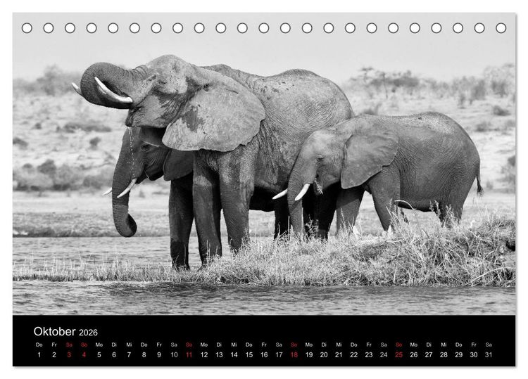 Produktbild: Elefanten Schwarz - Weiss (Tischkalender 2026 DIN A5 quer), CALVENDO Monatskalender