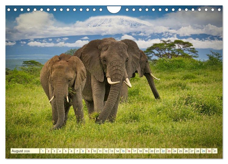 Produktbild: Die Riesen der Savanne (Wandkalender 2026 DIN A4 quer), CALVENDO Monatskalender