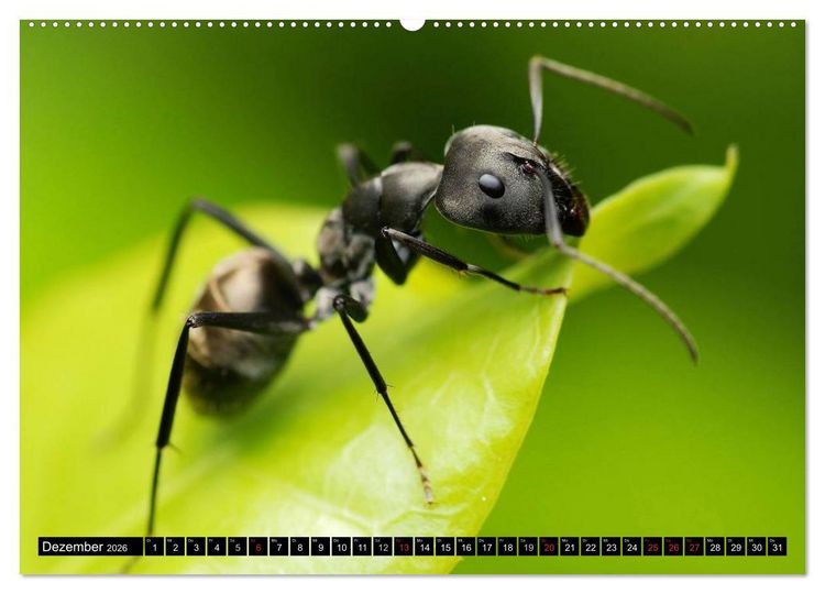 Produktbild: Insekten &bull; Bizarre Naturwunder (Wandkalender 2026 DIN A2 quer), CALVENDO Monatskalender