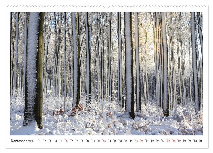 Produktbild: Mein Sehnsuchtsort, der heimische Wald (Wandkalender 2026 DIN A2 quer), CALVENDO Monatskalender