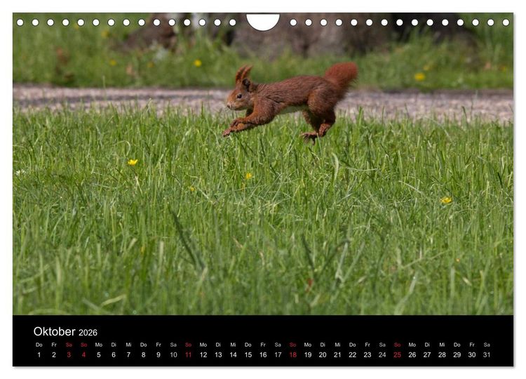 Produktbild: Mit dem Eichh&ouml;rnchen durchs Jahr (Wandkalender 2026 DIN A4 quer), CALVENDO Monatskalender