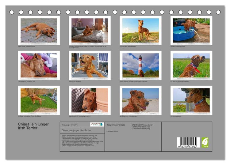 Produktbild: Chiara, ein junger Irish Terrier (Tischkalender 2026 DIN A5 quer), CALVENDO Monatskalender