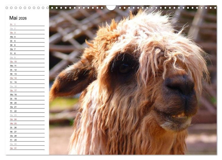 Produktbild: Alpakas und Lamas (Wandkalender 2026 DIN A3 quer), CALVENDO Monatskalender