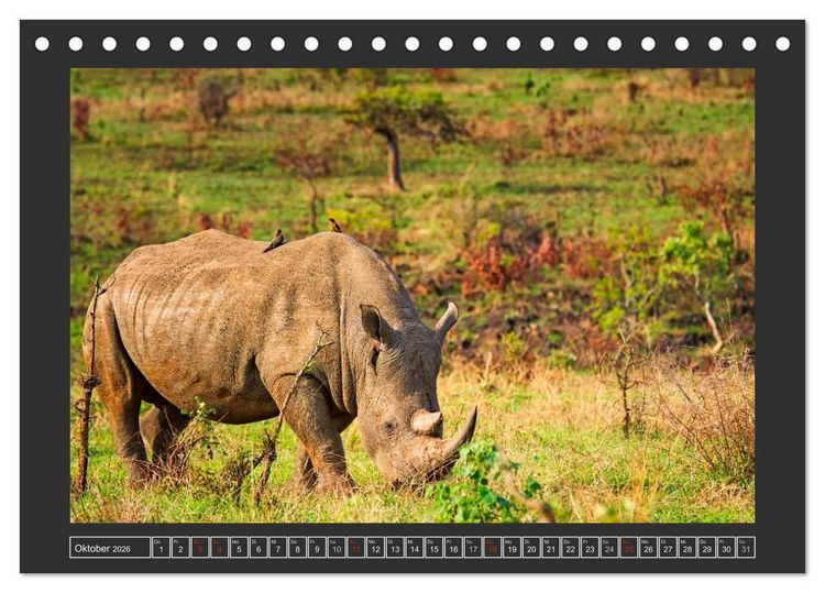 Produktbild: Das Wei&szlig;e Nashorn (Tischkalender 2026 DIN A5 quer), CALVENDO Monatskalender