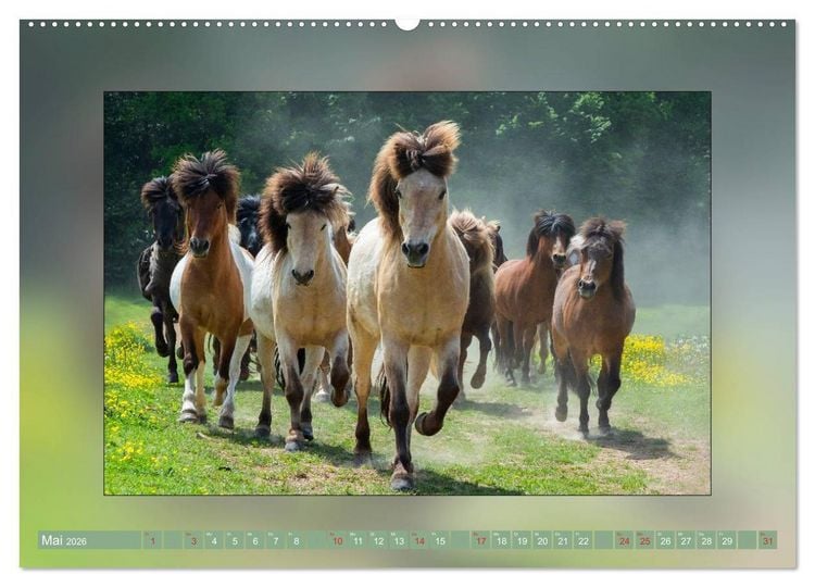 Produktbild: Pferde Vom Minishetty bis zum Kaltblut (Wandkalender 2026 DIN A2 quer), CALVENDO Monatskalender