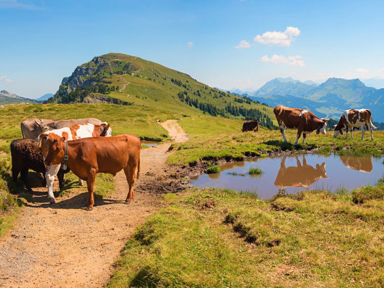 Produktbild: CALVENDO Puzzle Wanderweg am Niederhorn in den Schweizer Alpen | 1000 Teile Lege-Gr&ouml;&szlig;e 64x48cm Foto-Puzzle f&uuml;r gl&uuml;ckliche Stunden