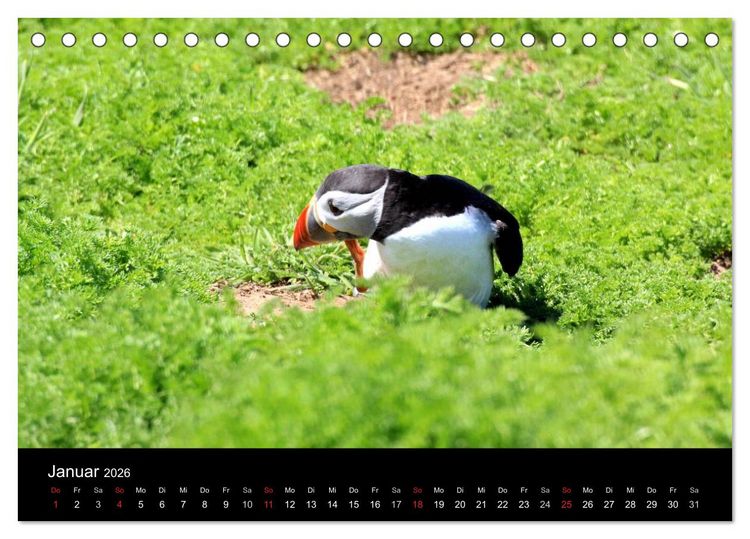 Produktbild: Puffins, Papageitauchern ganz nah (Tischkalender 2026 DIN A5 quer), CALVENDO Monatskalender