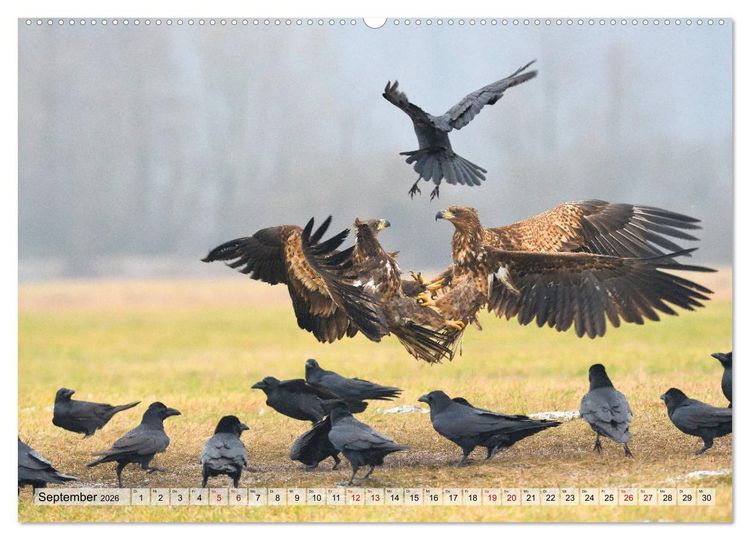 Produktbild: Majest&auml;tische Seeadler (Wandkalender 2026 DIN A2 quer), CALVENDO Monatskalender