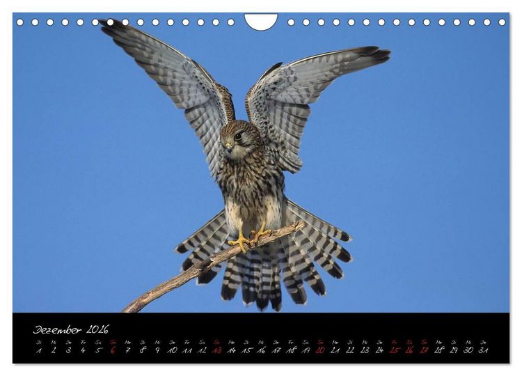 Produktbild: Heimische Eulen und Greife (Wandkalender 2026 DIN A4 quer), CALVENDO Monatskalender