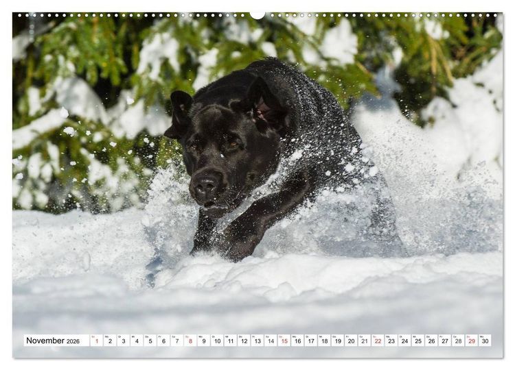 Produktbild: Labrador Retriever - Freunde f&uuml;r&acute;s Leben (hochwertiger Premium Wandkalender 2026 DIN A2 quer), Kunstdruck in Hochglanz