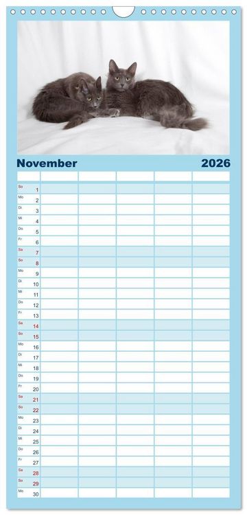 Produktbild: Familienplaner 2026 - Nebelung Katzen mit 5 Spalten (Wandkalender, 21 x 45 cm) CALVENDO