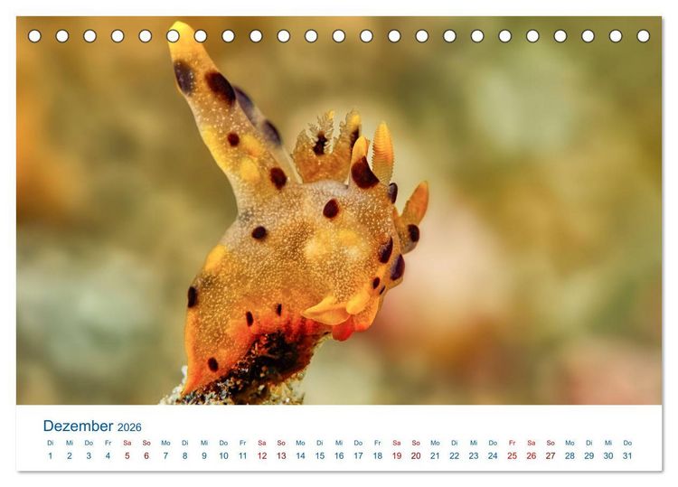 Produktbild: Die Farben im Meer (Tischkalender 2026 DIN A5 quer), CALVENDO Monatskalender