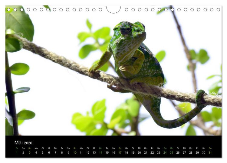 Produktbild: Reptilien (Wandkalender 2026 DIN A4 quer), CALVENDO Monatskalender