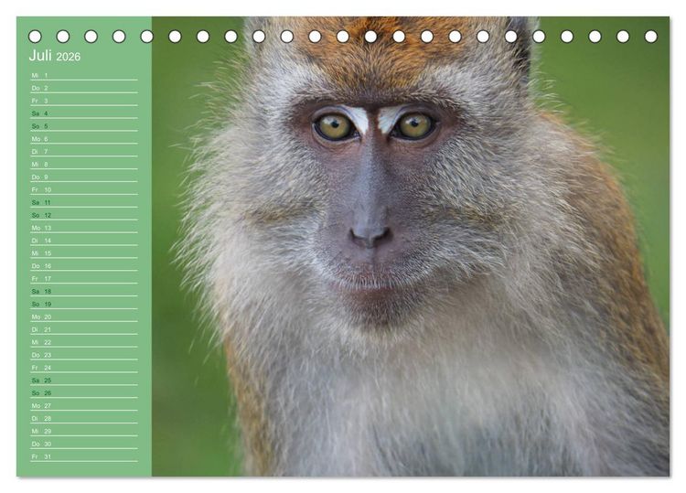Produktbild: Die vielf&auml;ltige Welt der Affen (Tischkalender 2026 DIN A5 quer), CALVENDO Monatskalender